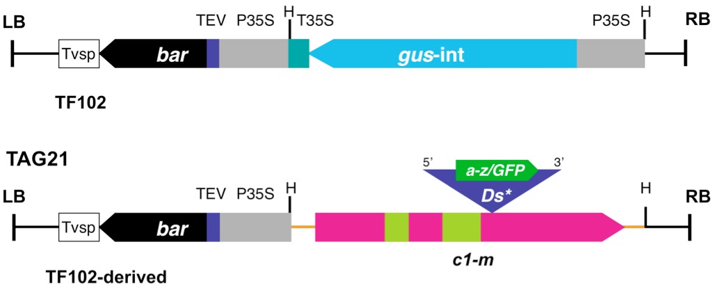 A Ds-based transgenic system