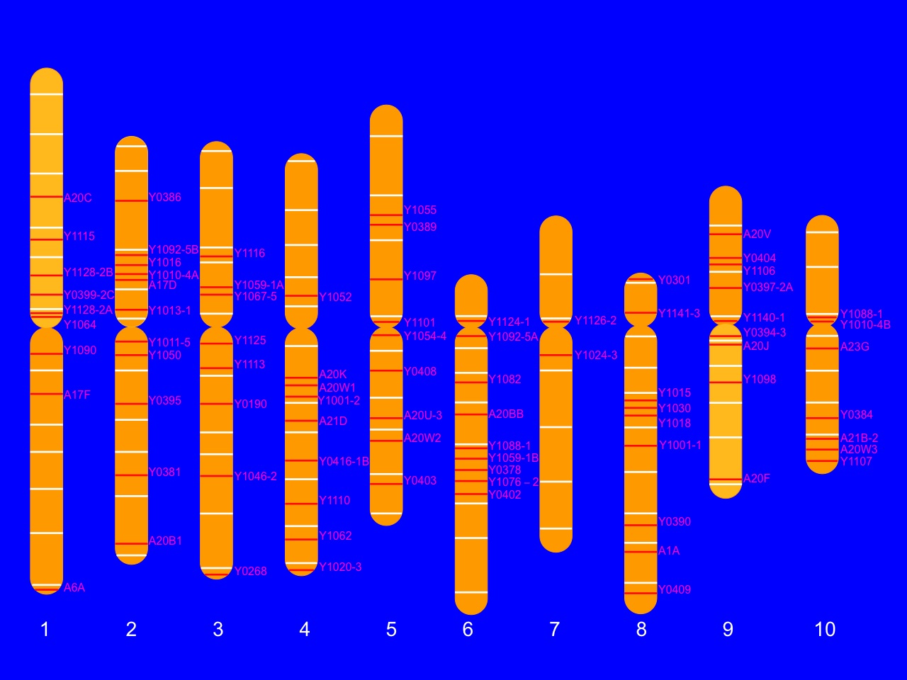 Chromosome location of the T-DNA launching pads
