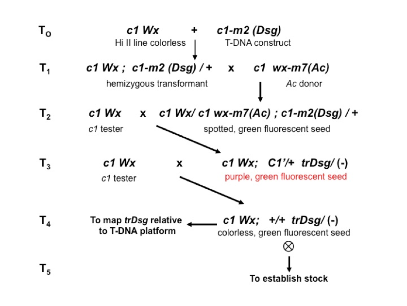 trDsg selection and use